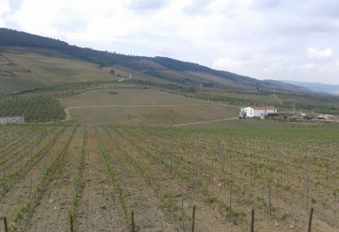 Winery cellar