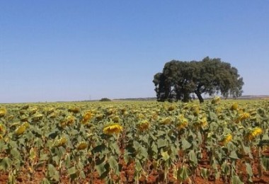 Corte Ripais Steading